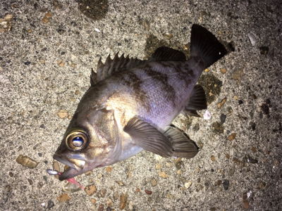 明石でアジング