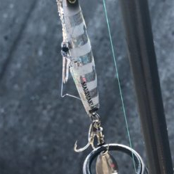 連日の釣果情報では…