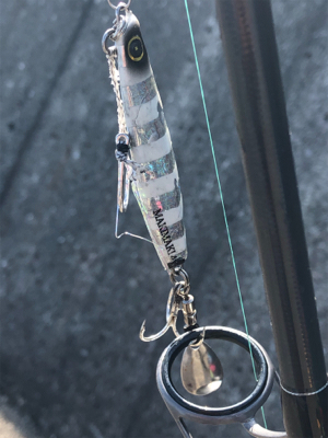 連日の釣果情報では…