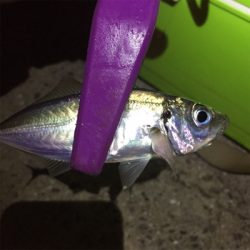 大阪湾奥アジング