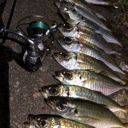 今宵もアジの仕入れに