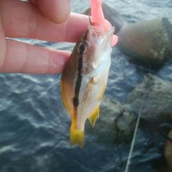 障泥烏賊2杯！イサキ1匹、カマス1匹、キジハタ1匹！