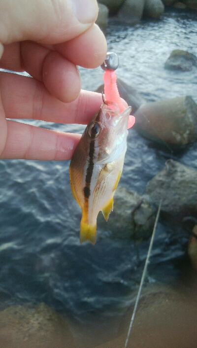 障泥烏賊2杯！イサキ1匹、カマス1匹、キジハタ1匹！