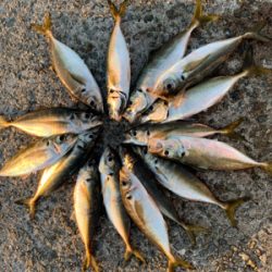 いつもよりは好釣果