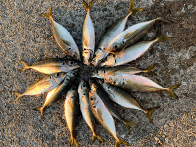 いつもよりは好釣果