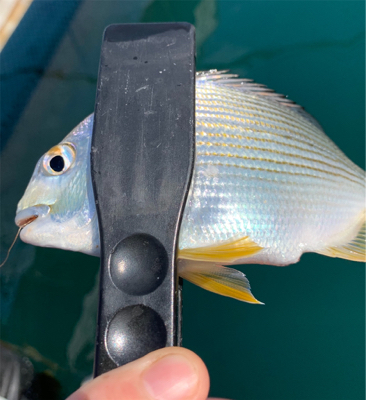 昼休みにサビキ釣り