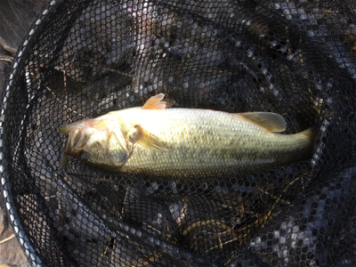 久々の布目ダム