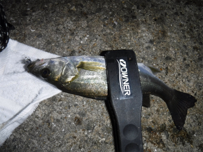 虫ヘッドアジング