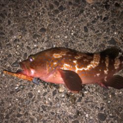 まだまだアコウさんは健在ですね