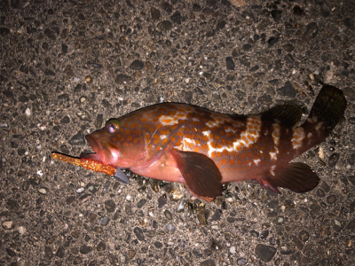 まだまだアコウさんは健在ですね