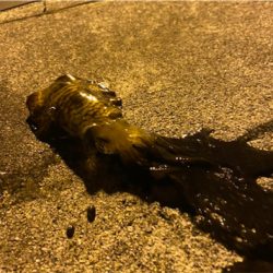 時合に入り連発!!