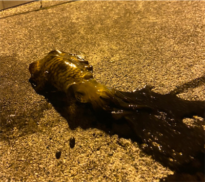 時合に入り連発!!