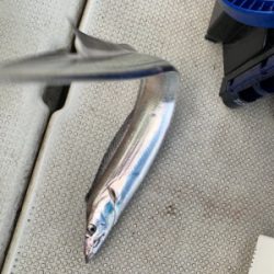 タチウオジギング