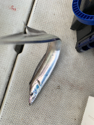 タチウオジギング