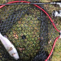 今季初トラウト