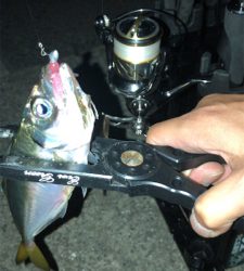 エギングのちアジング