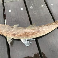 ☆雨にも負けず