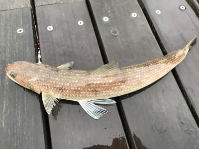 ☆雨にも負けず
