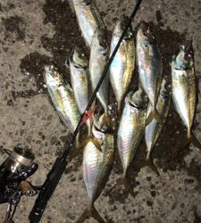 アジングナイト