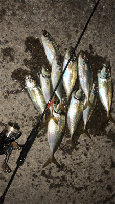 アジングナイト