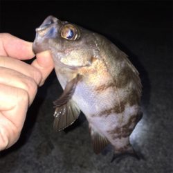 明石でアジ・メバル