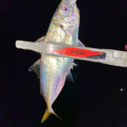 スプリットリグでアジング