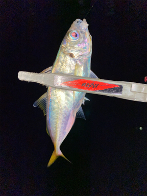 スプリットリグでアジング