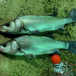 70アップのヒラスズキをゲット!