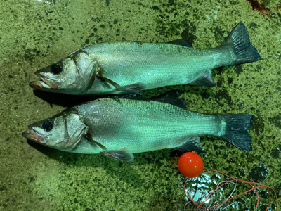 70アップのヒラスズキをゲット!