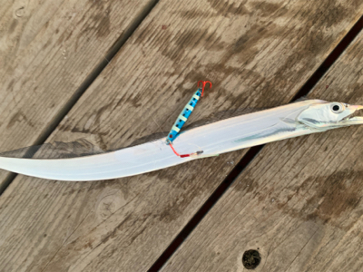 タチウオ再来襲