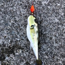 爆風の中なんとか四目達成