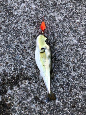 爆風の中なんとか四目達成