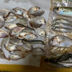 秋のカレイ、キス、五目釣り