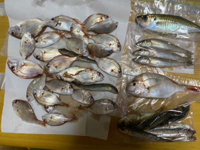 秋のカレイ、キス、五目釣り