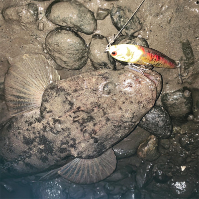 久々のランカー！