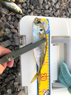 渋い中なんとかでした