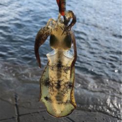 アオリイカを求めて⑬