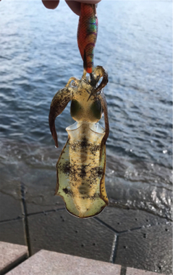 アオリイカを求めて⑬