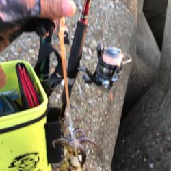 寒くて渋いエギングσ(^_^;)