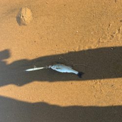 大量の小型セイゴ