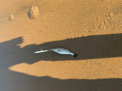 大量の小型セイゴ