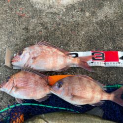 ハネのちマダイ