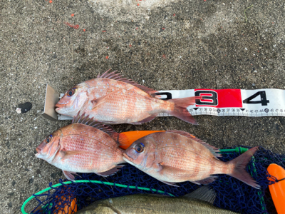 ハネのちマダイ