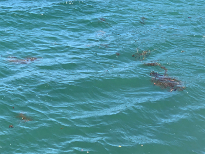 ショアジギング