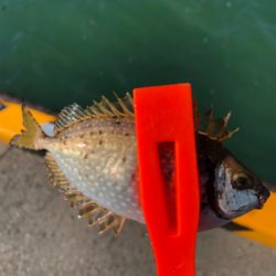 ファミリーフィッシング