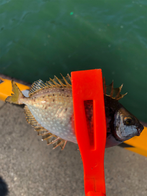 ファミリーフィッシング