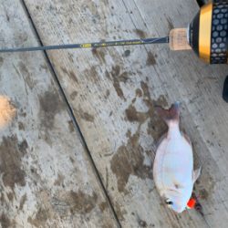 タイ科3目釣り達成