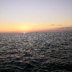 夕まずめにメジロ