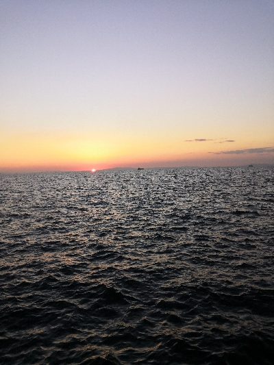 夕まずめにメジロ