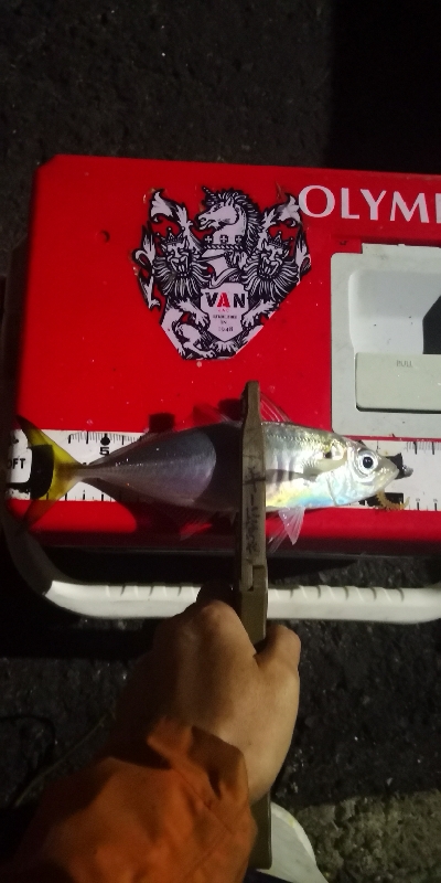 アジング練習 202